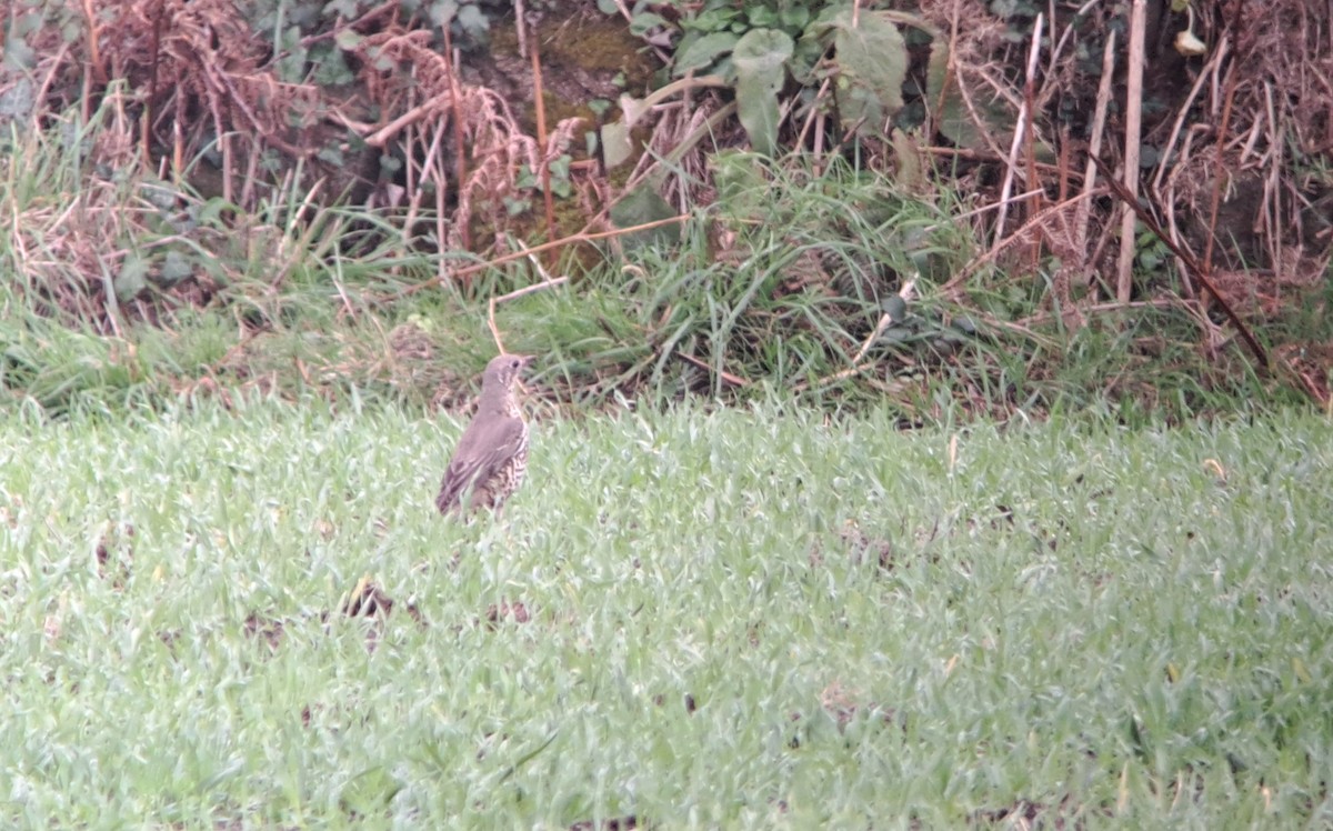 Mistle Thrush - ML644414236