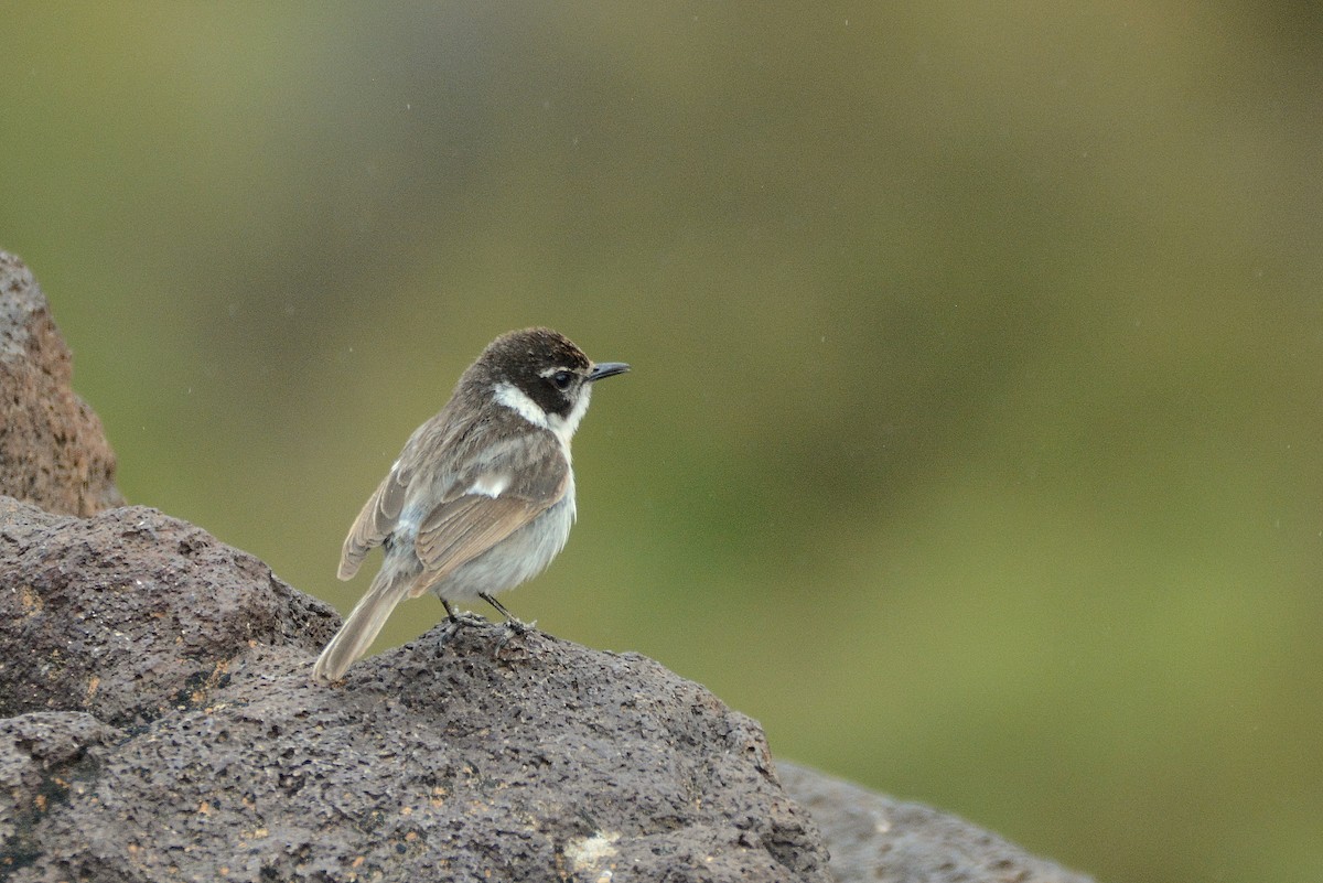 Fuerteventura Stonechat - ML644414245