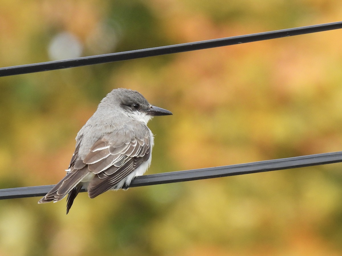 Tyran gris - ML644414246