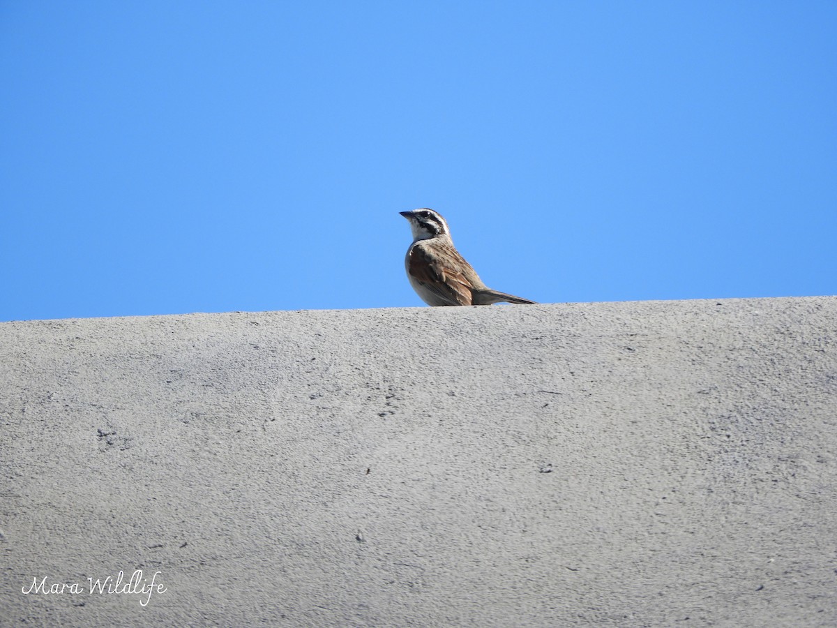 Cape Bunting - ML644414248