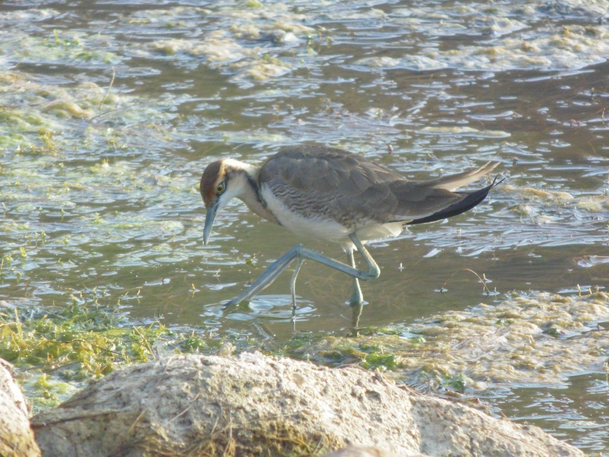 Фазанохвостая якана - ML644414249