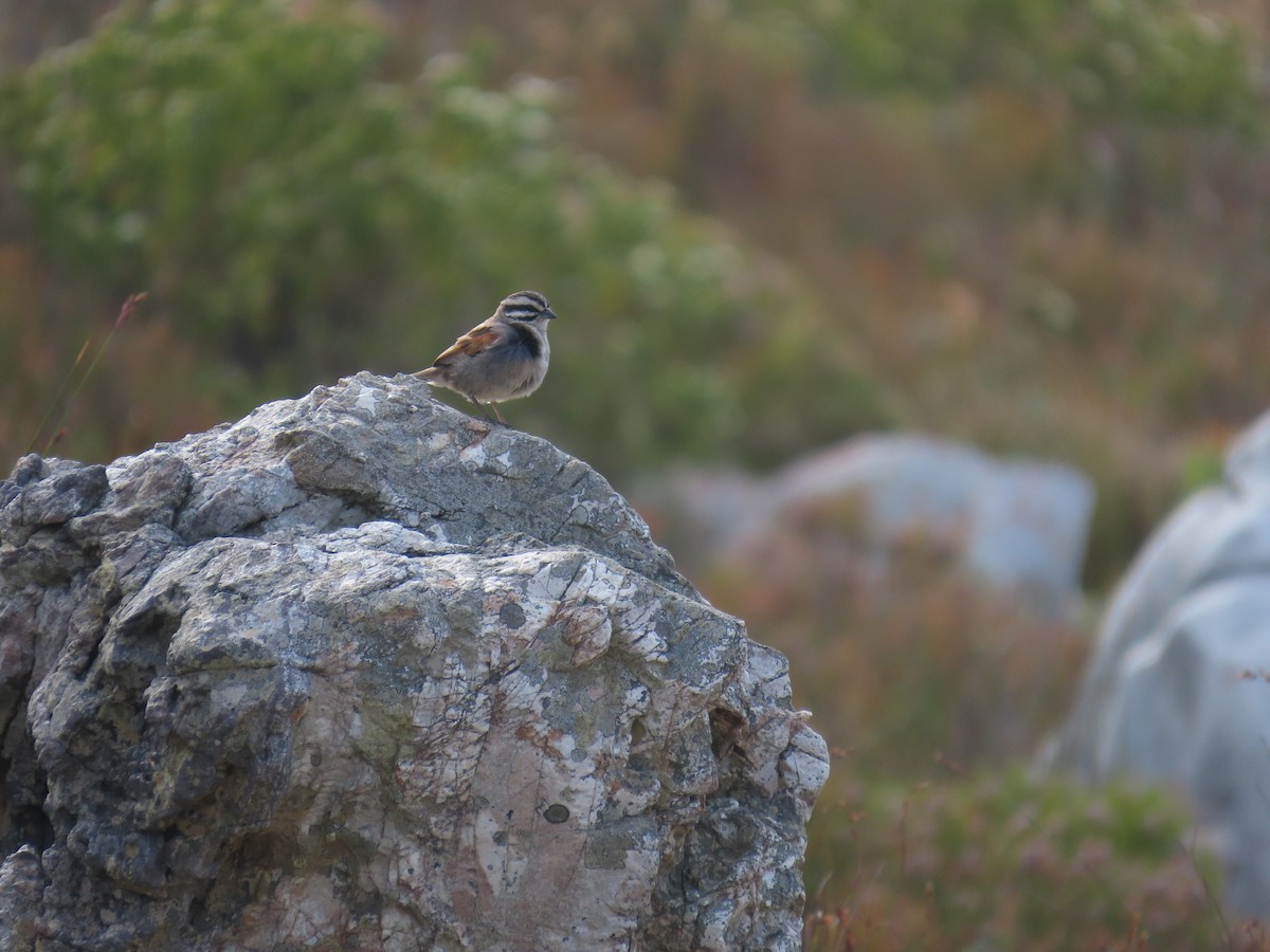 Cape Bunting - ML644414251
