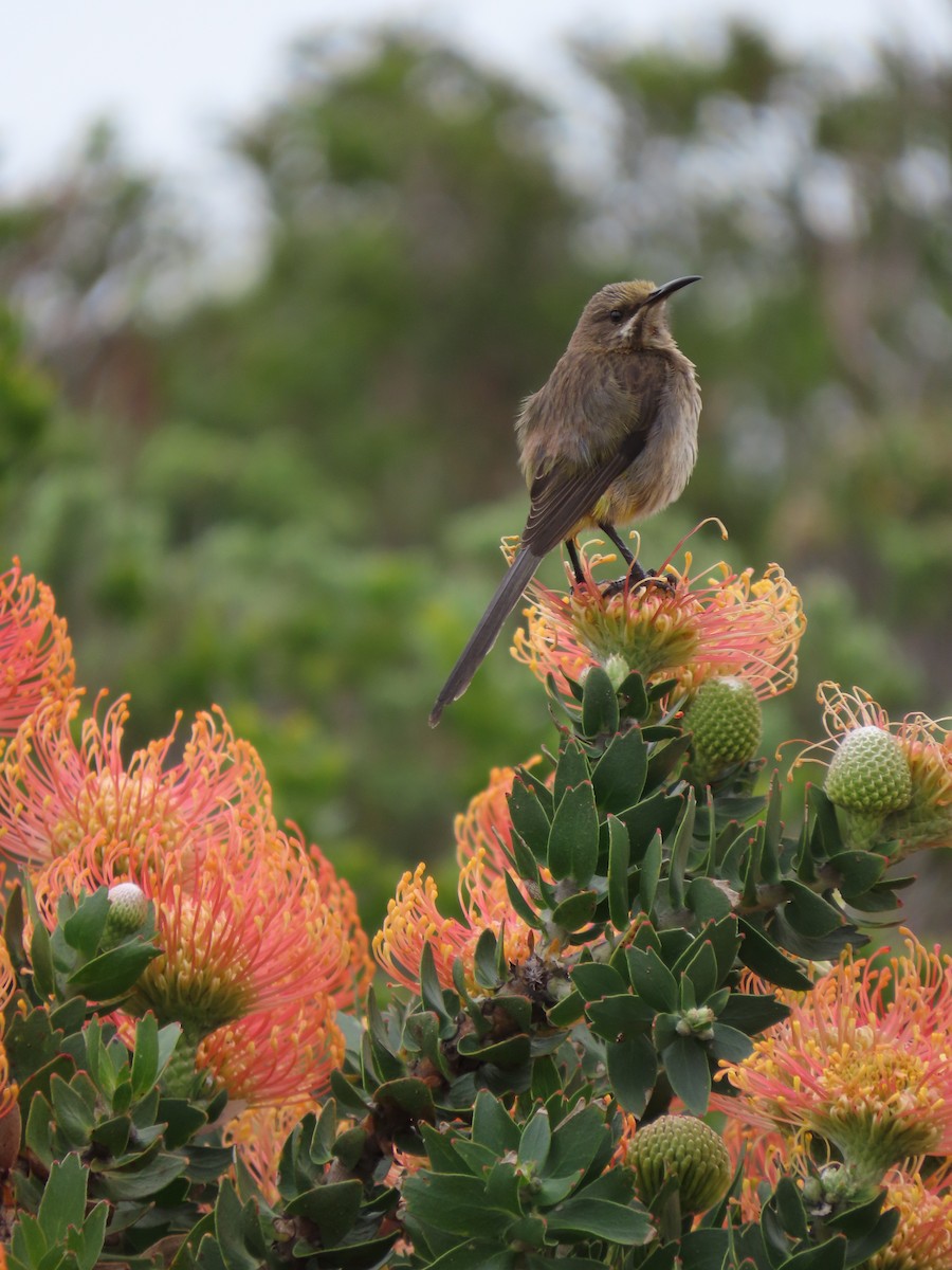 Cape Sugarbird - ML644414254