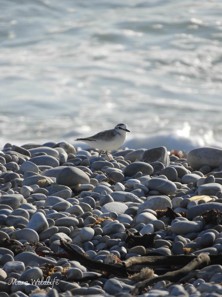 Белолобый зуёк - ML644414255