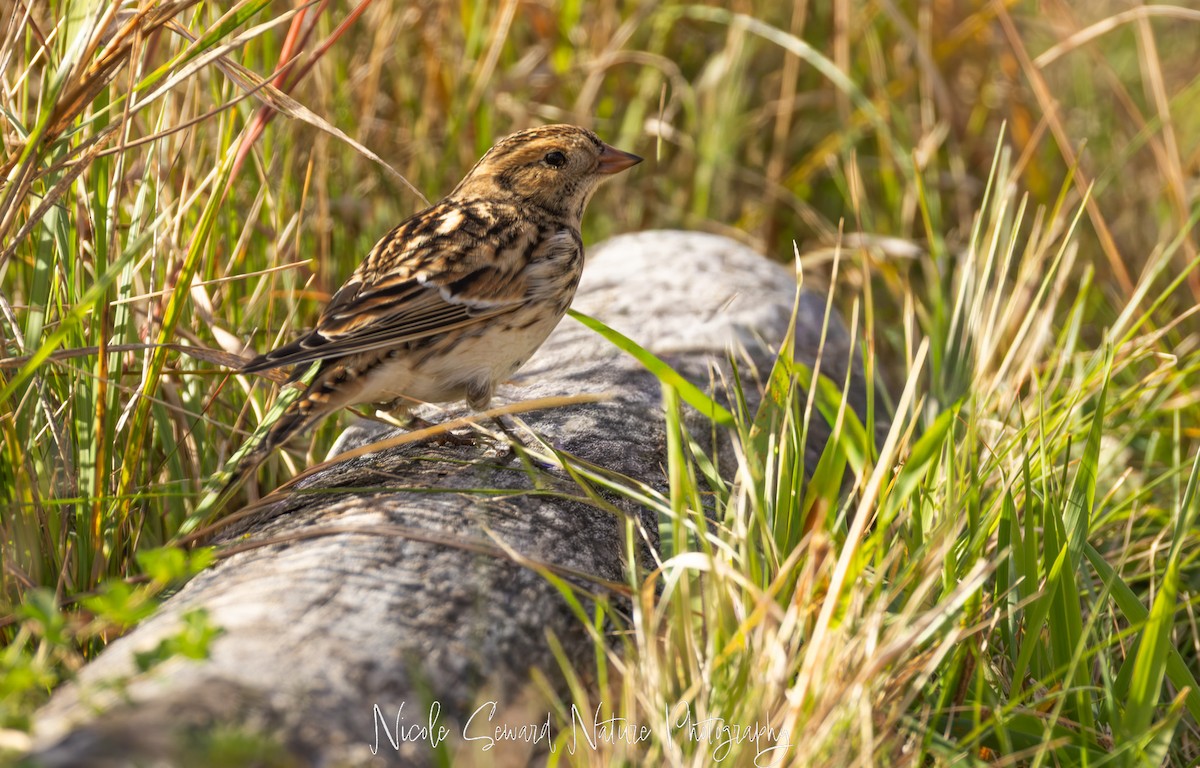 Подорожник лапландський - ML644414256