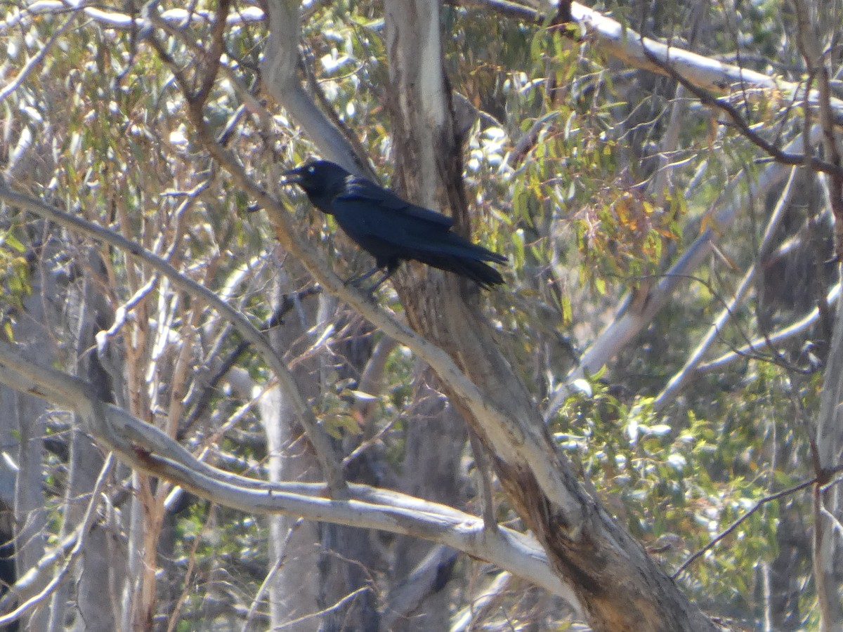 Cuervo Australiano - ML644414265