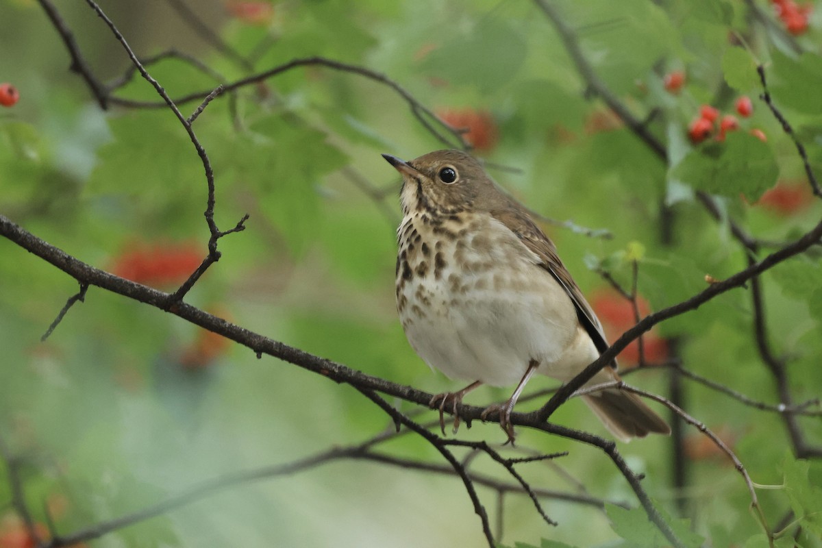 Hermit Thrush - ML644414279