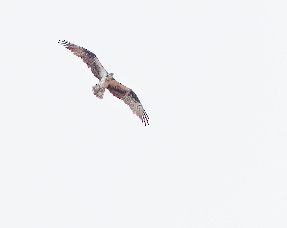 fiskeørn - ML644414292