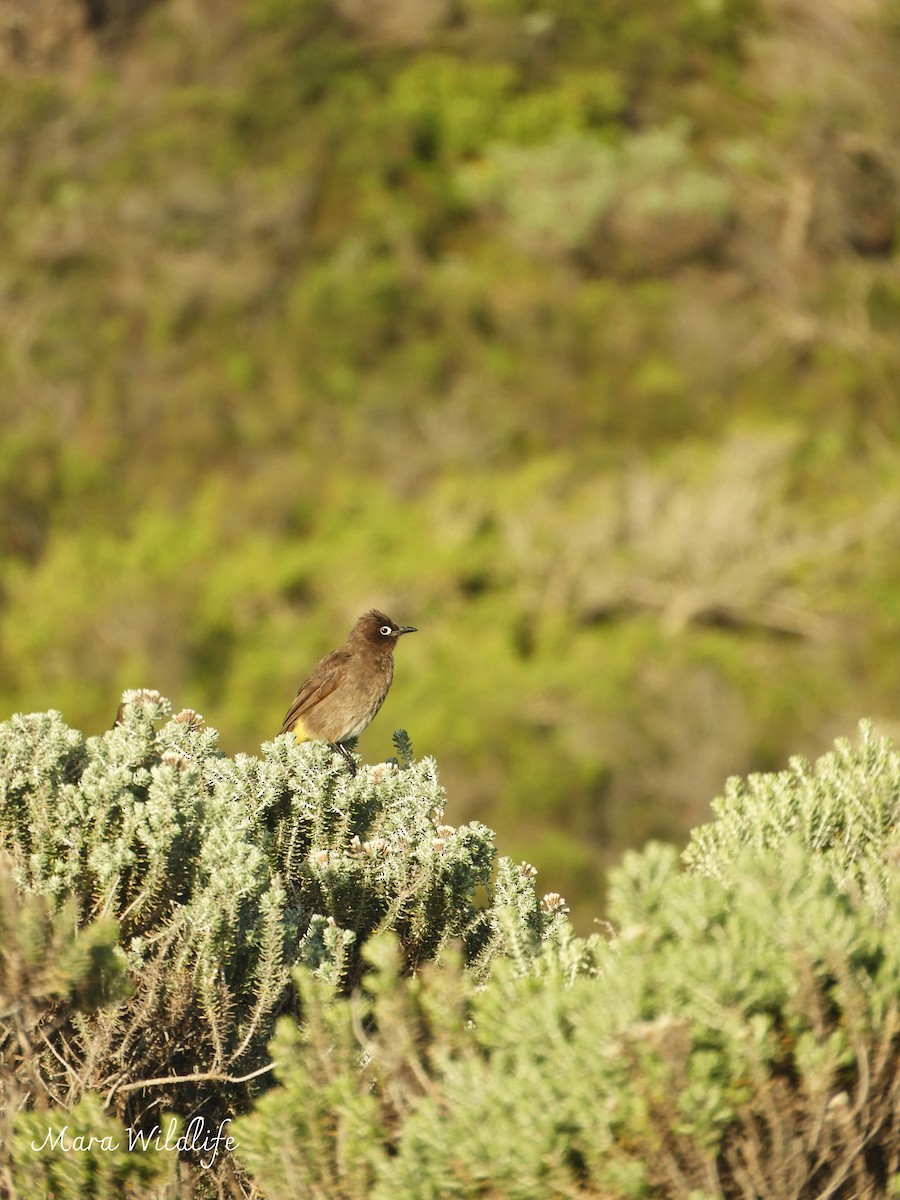 Bulbul du Cap - ML644414296