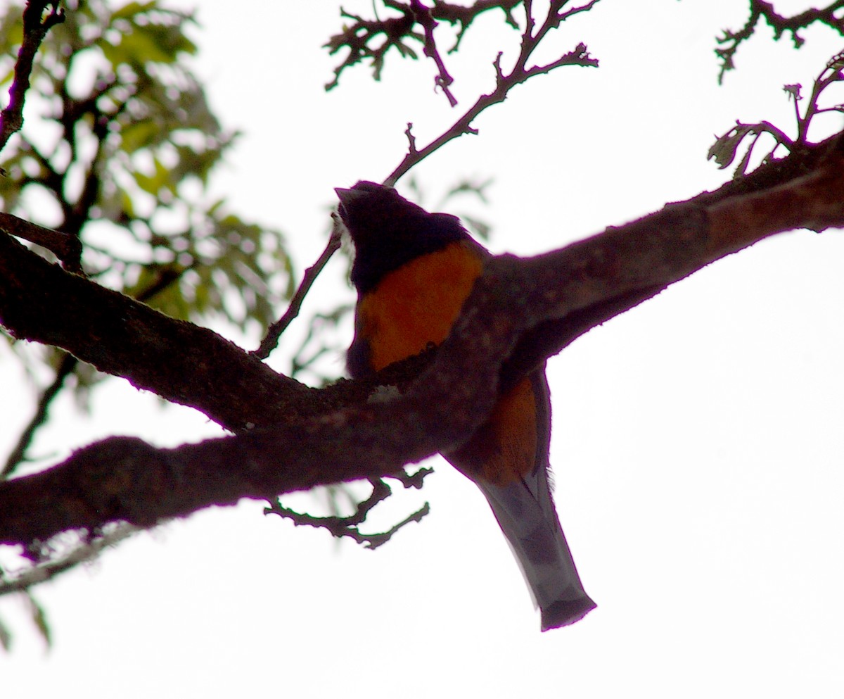 trogon surucua (ssp. aurantius) - ML64441431