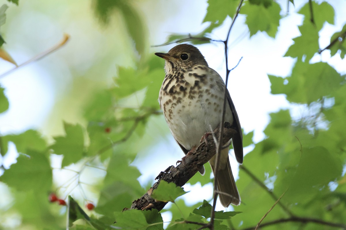 Hermit Thrush - ML644414310