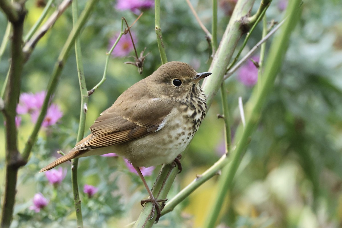 Hermit Thrush - ML644414311