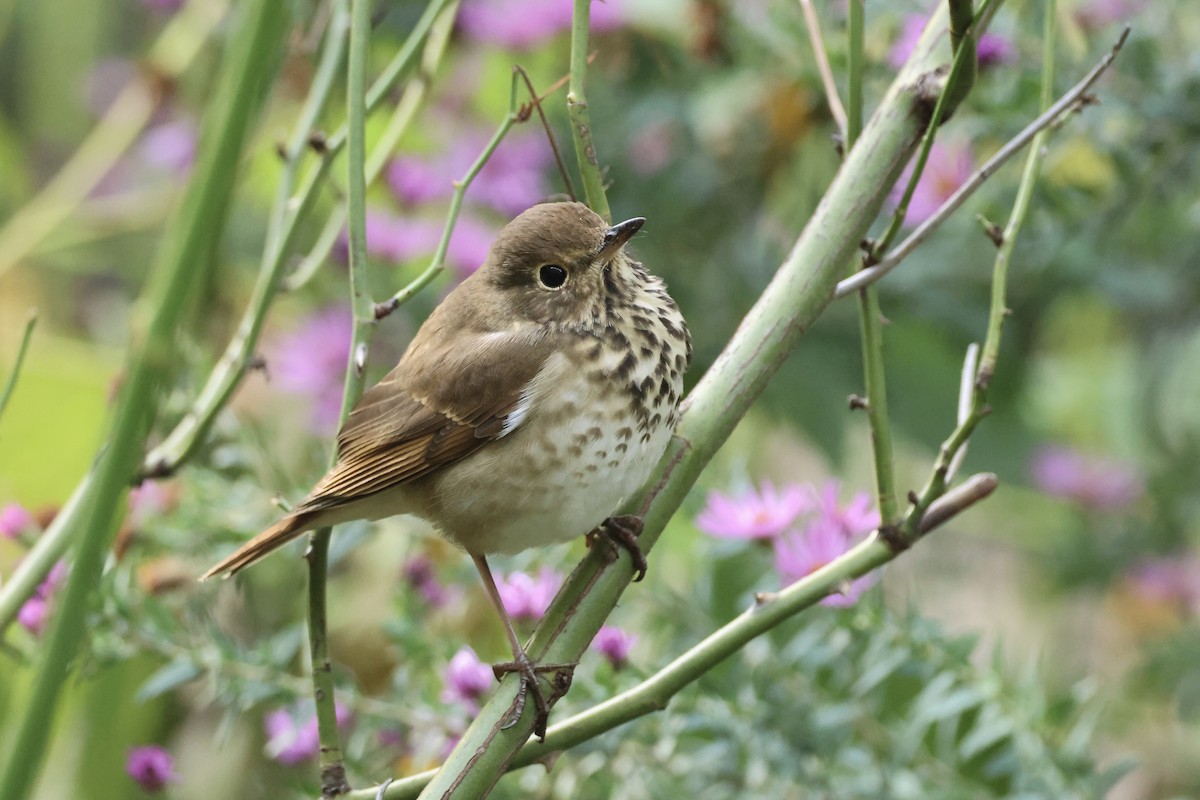 Hermit Thrush - ML644414312
