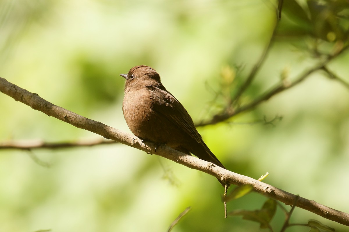 Vermilion Flycatcher - ML644414313