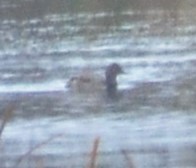 Redhead - ML644414320