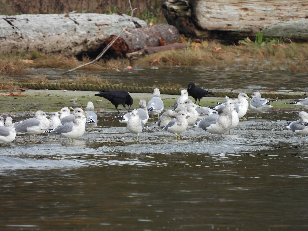 American Crow - ML644414322
