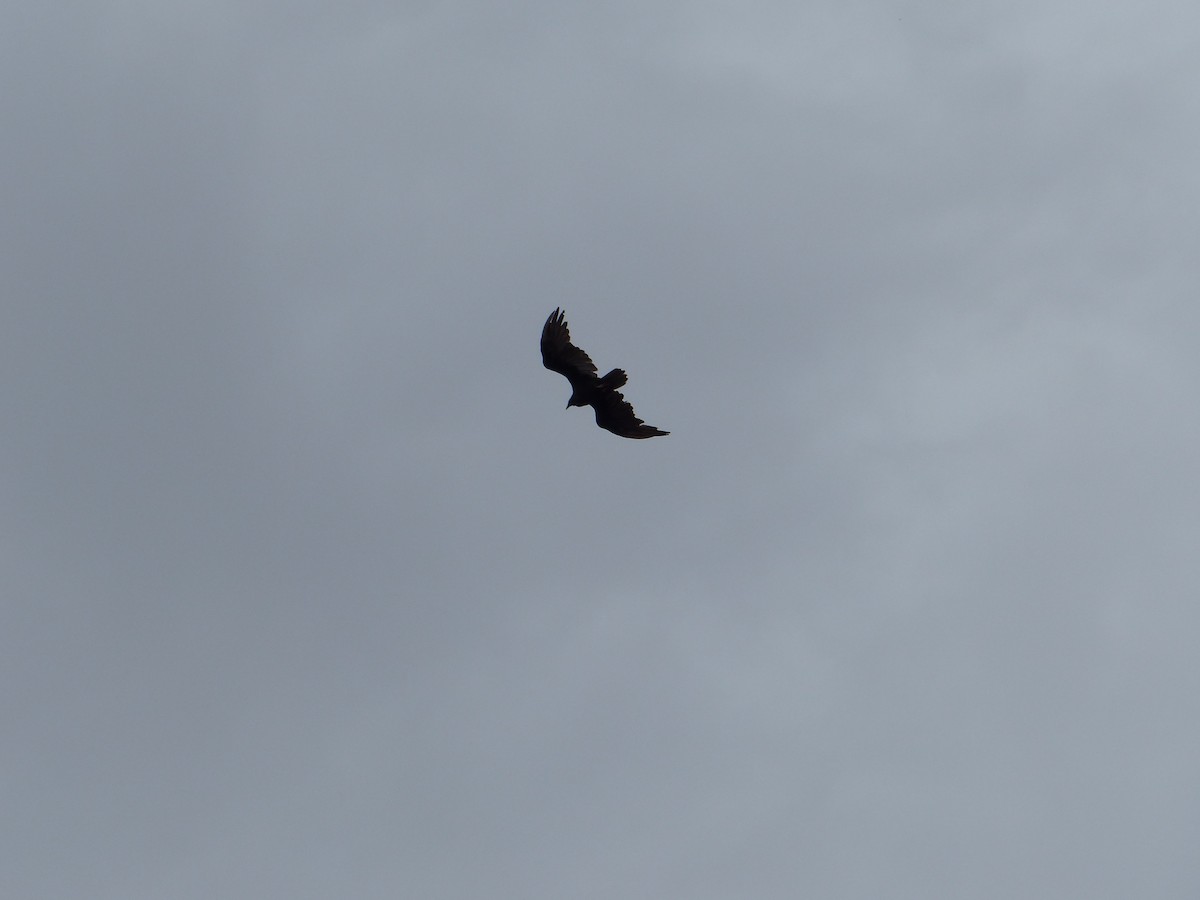 Turkey Vulture - ML644414343