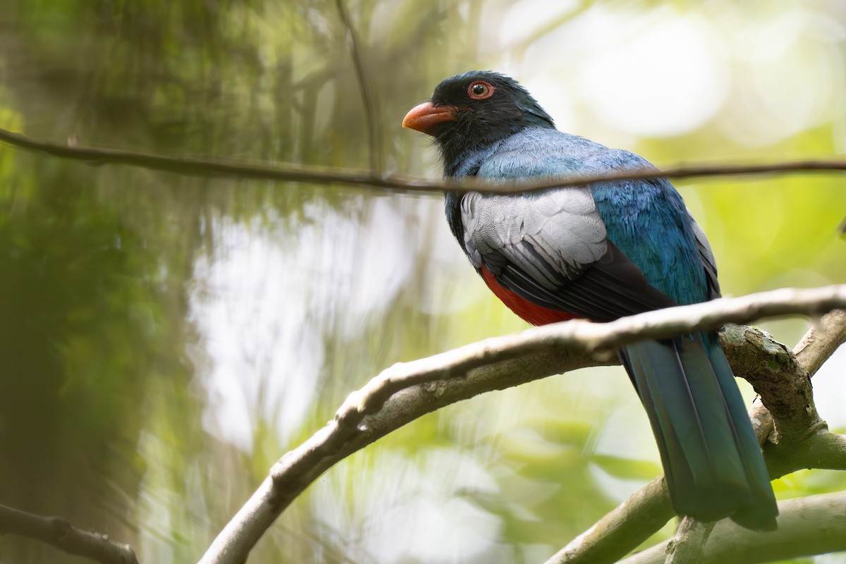 Gri Kuyruklu Trogon - ML644414347