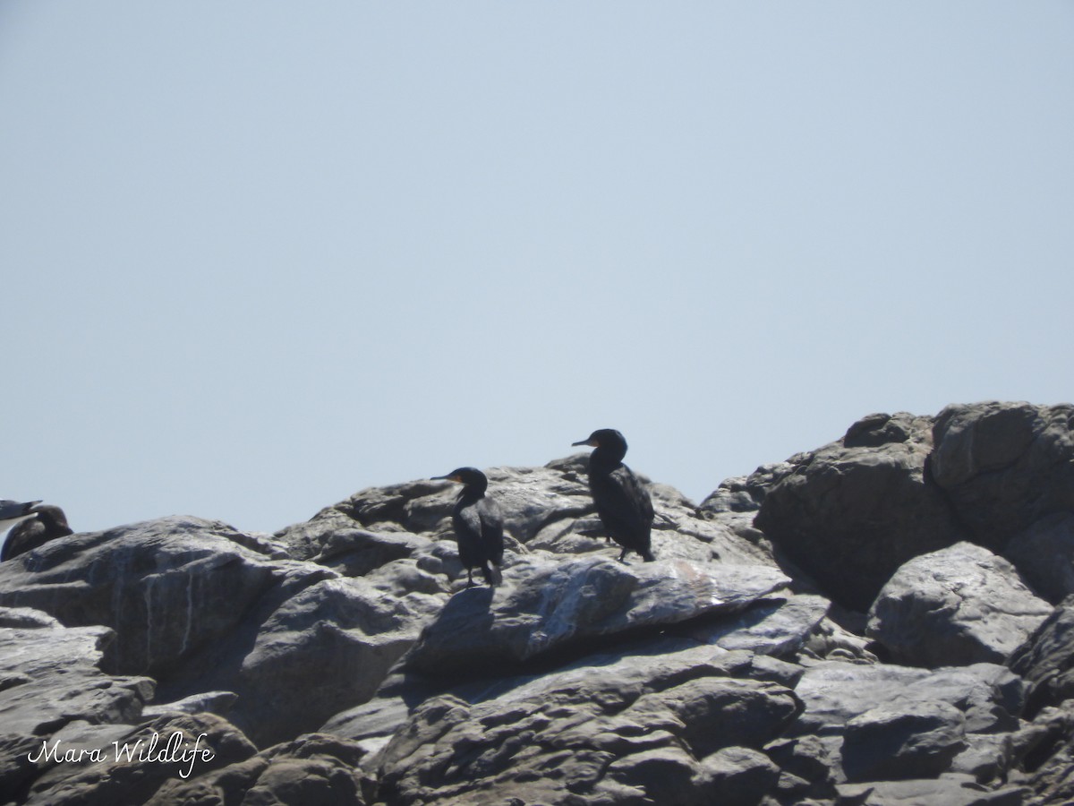 キノドハナグロウ - ML644414350