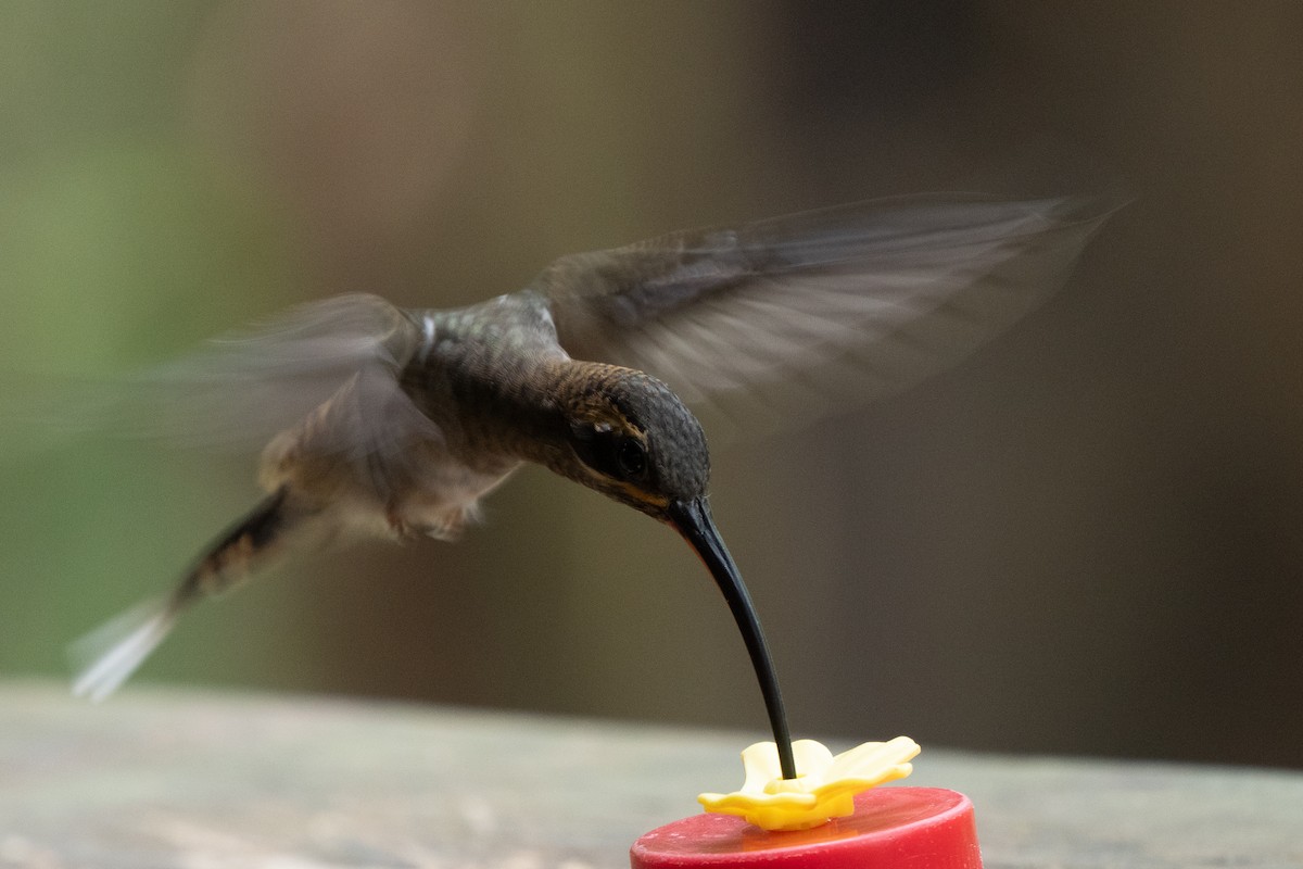 Long-billed Hermit - ML644414360