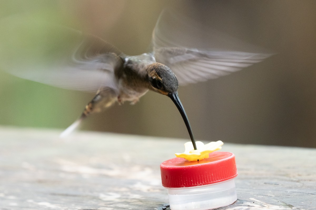 Long-billed Hermit - ML644414362