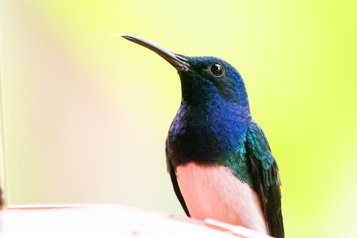 kolibřík bělokrký - ML644414374