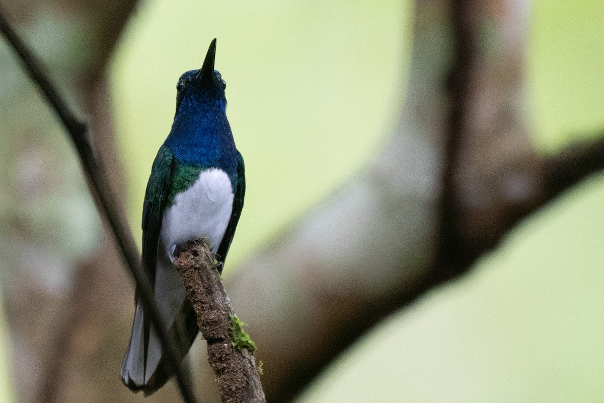 kolibřík bělokrký - ML644414375