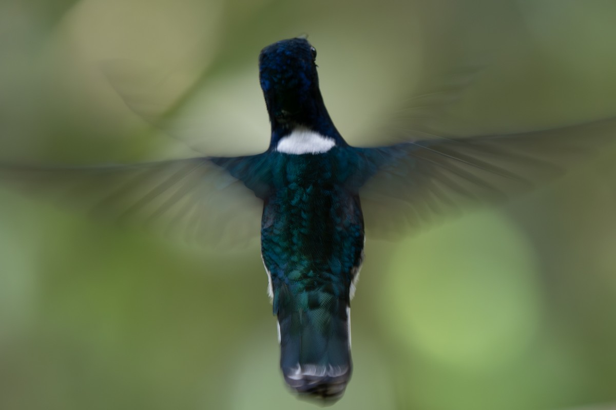 kolibřík bělokrký - ML644414376