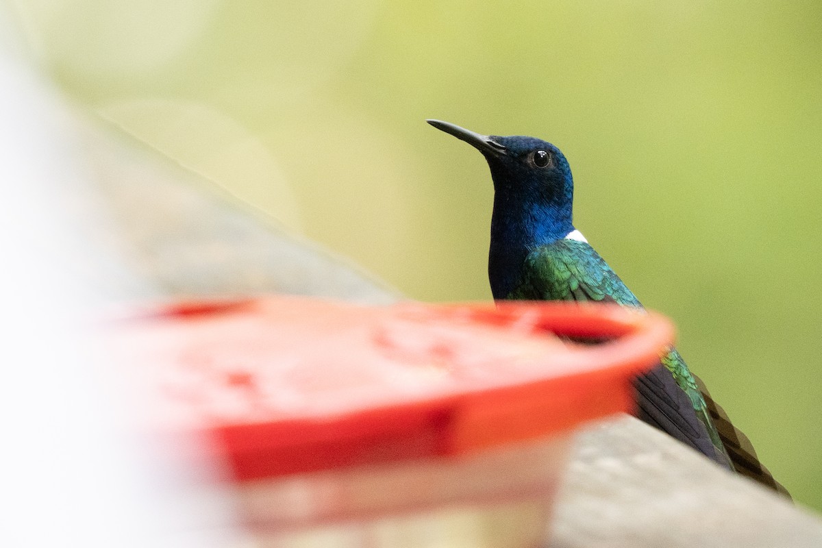 kolibřík bělokrký - ML644414377