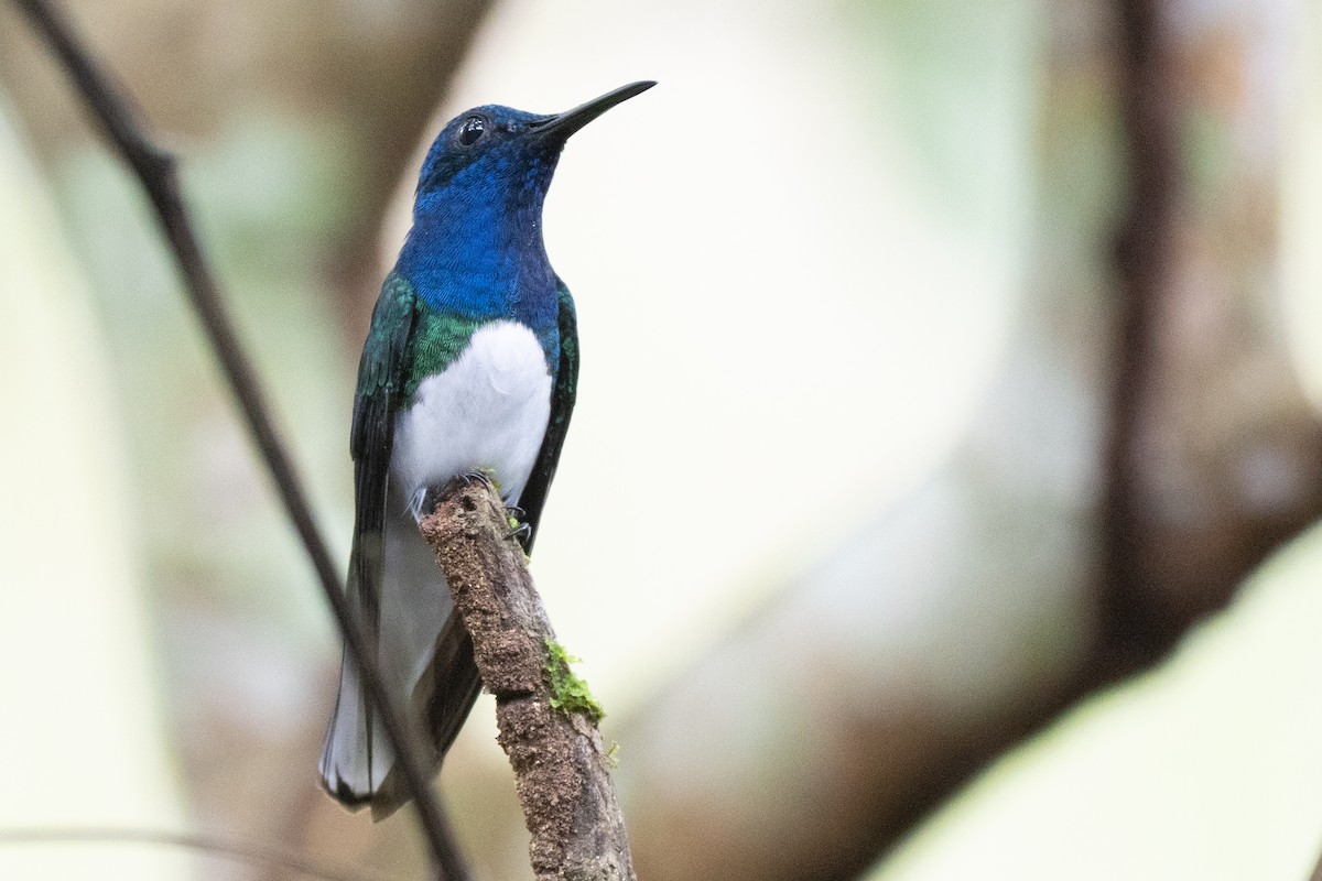 kolibřík bělokrký - ML644414378