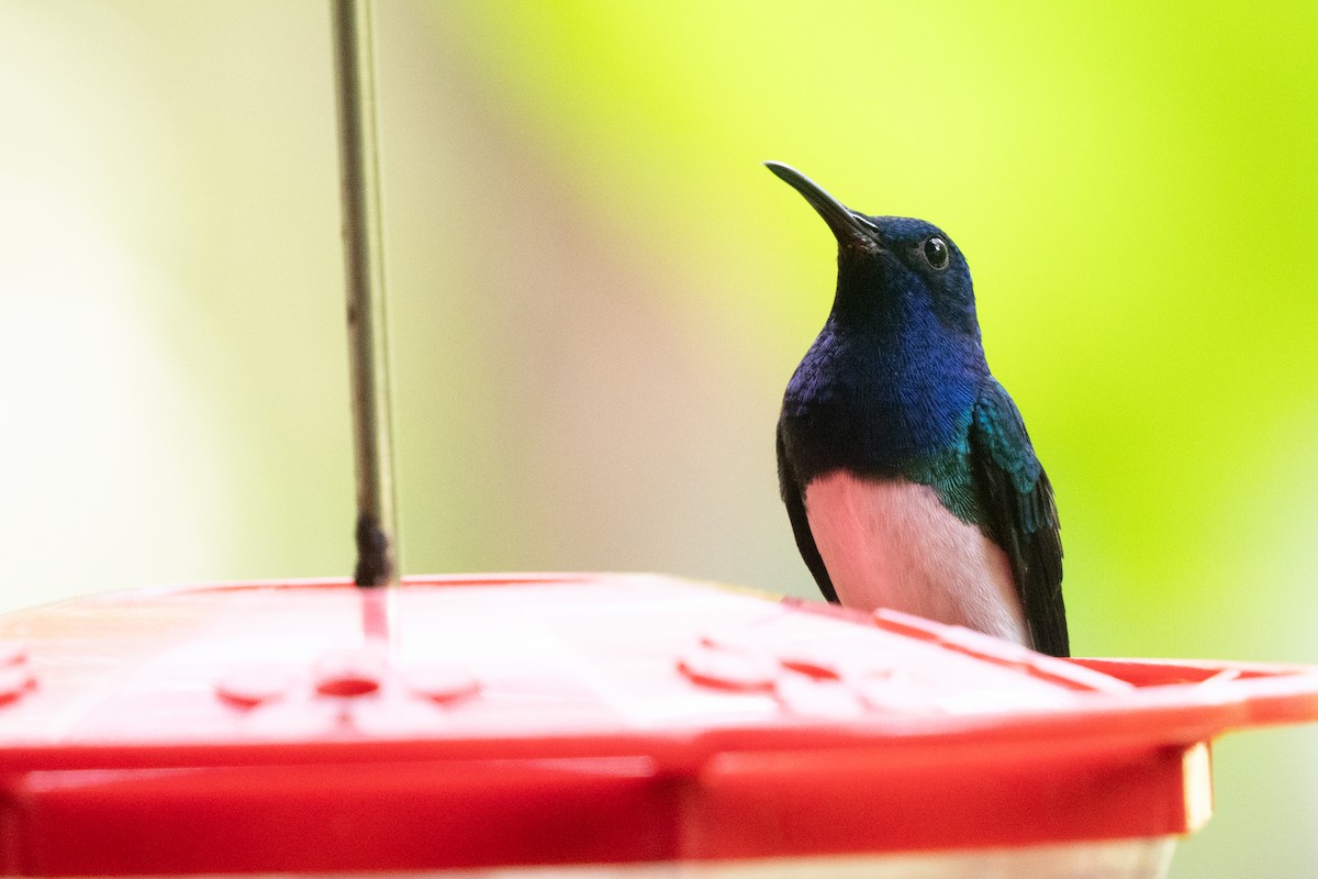 kolibřík bělokrký - ML644414379