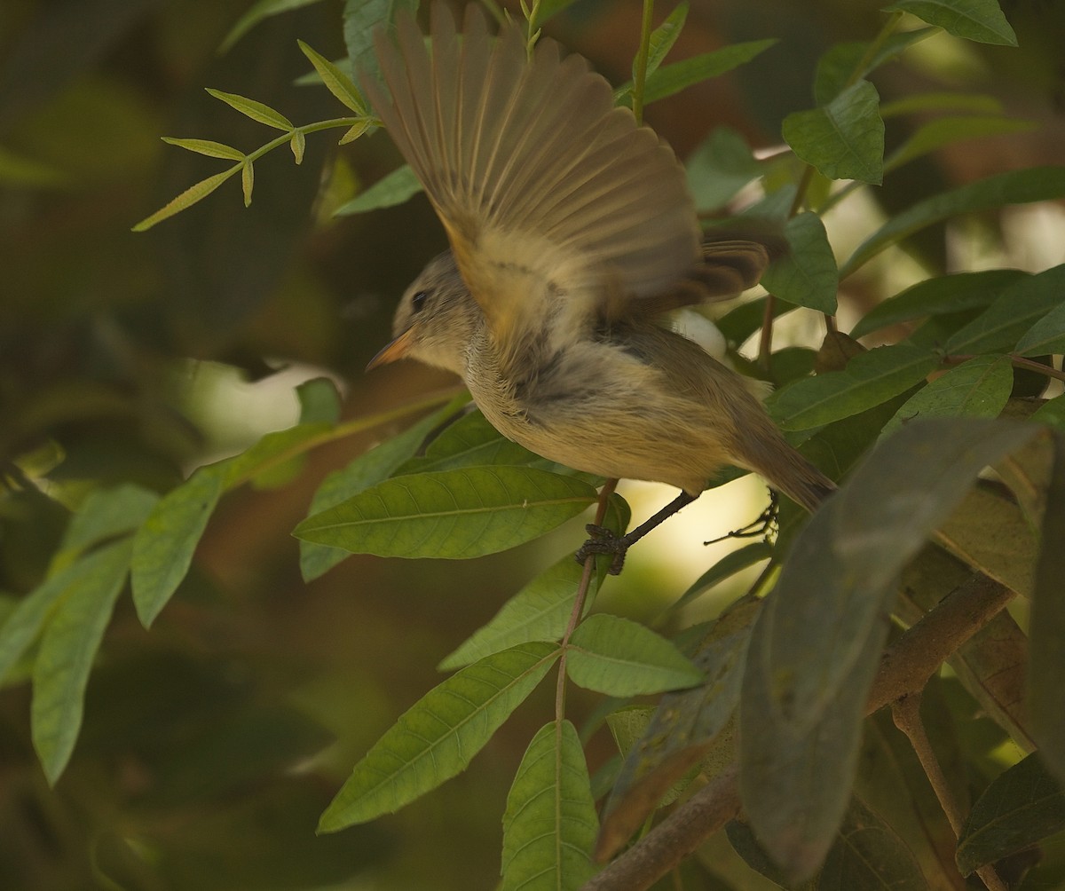 Southern Beardless-Tyrannulet - ML644414386