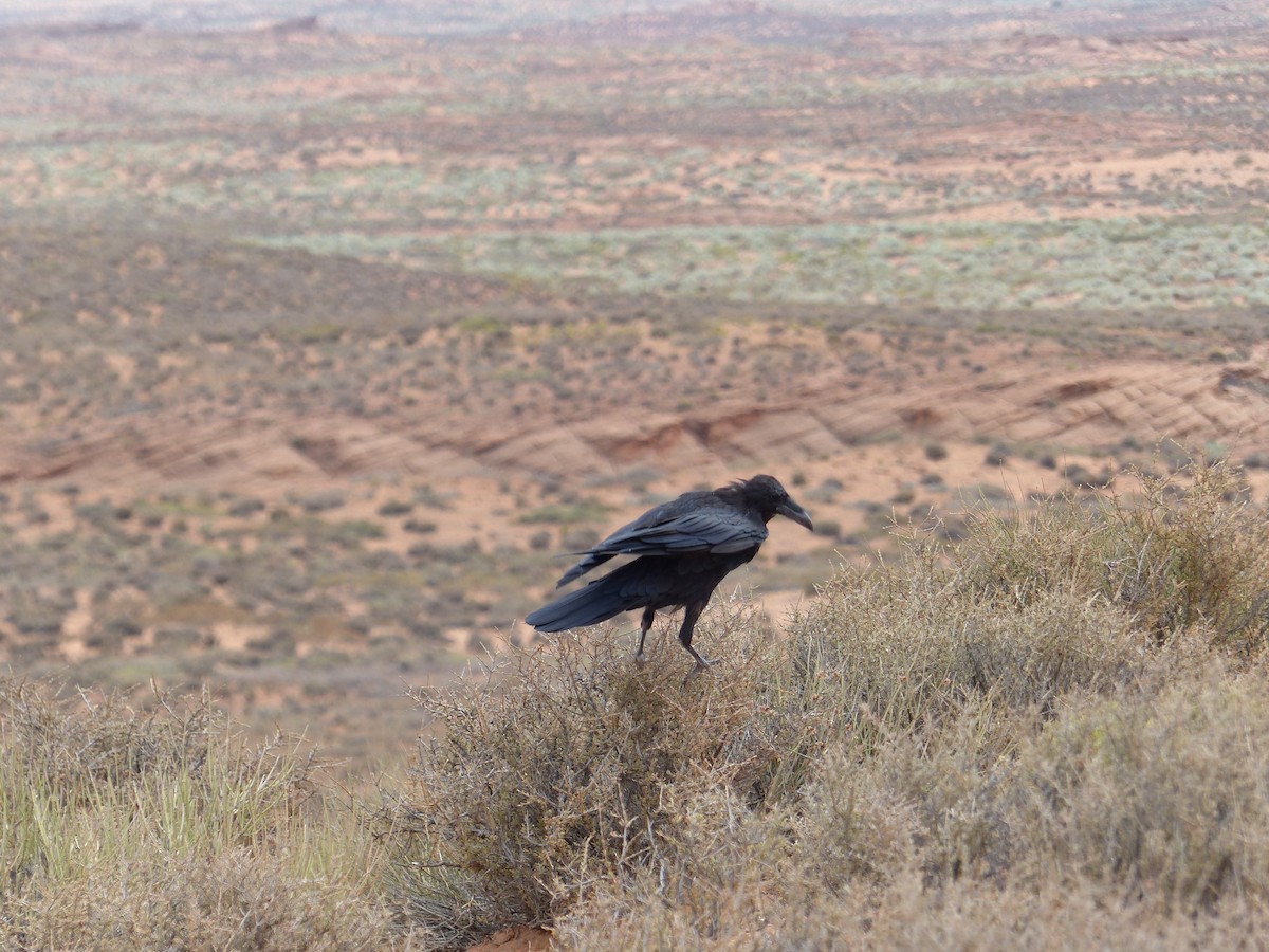 American Crow - ML644414392