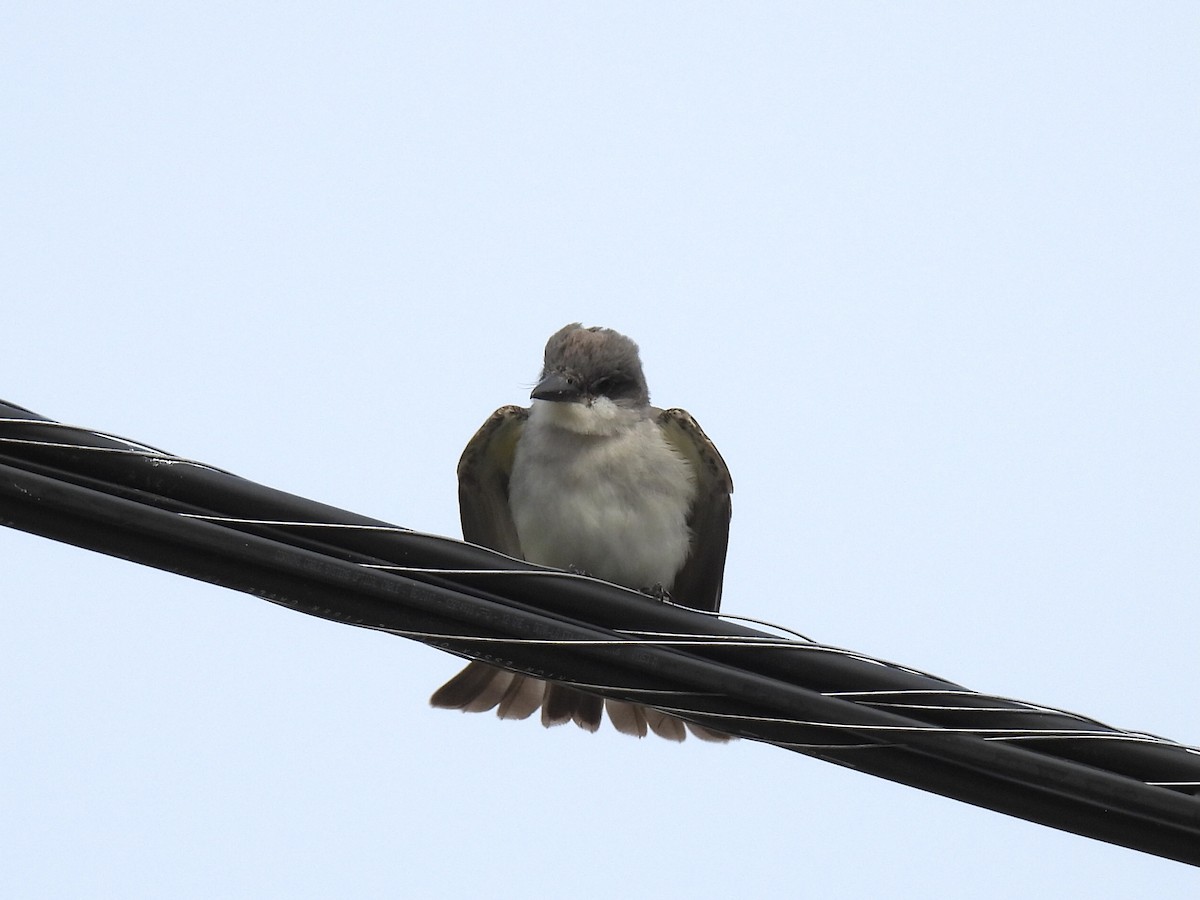 Tyran gris - ML644414412