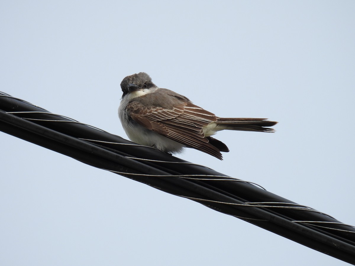 Tyran gris - ML644414415