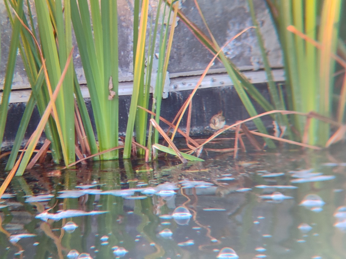 Sedge Warbler - ML644414416