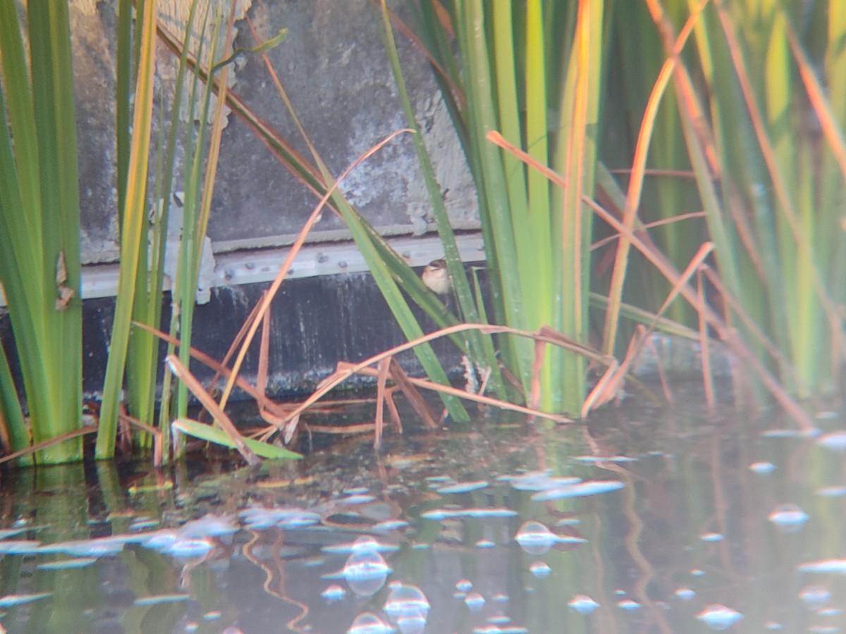 Sedge Warbler - ML644414417