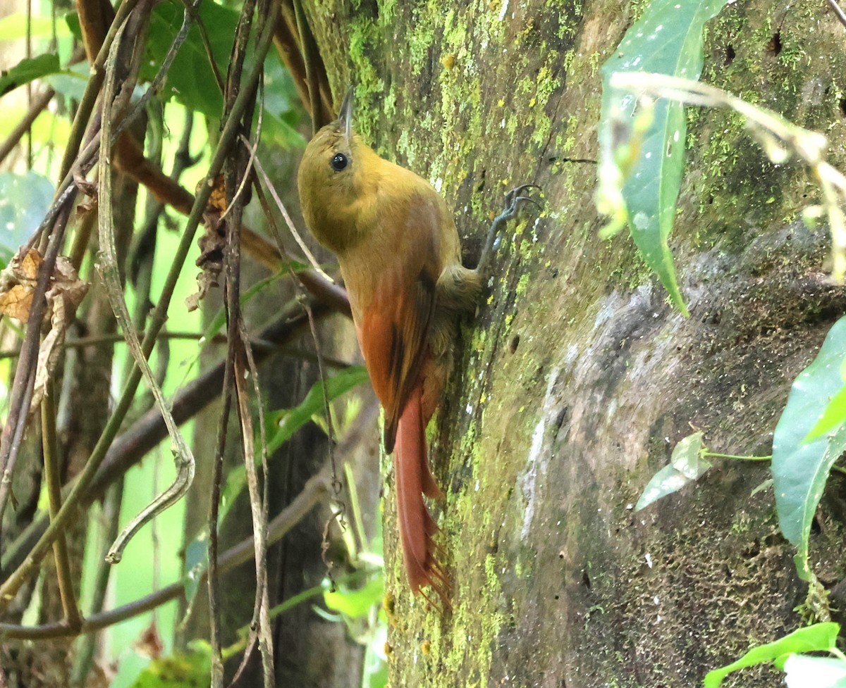 Olivaceous Woodcreeper - ML644414426