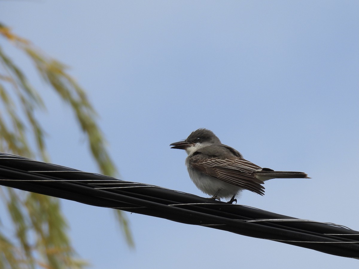 Tyran gris - ML644414430