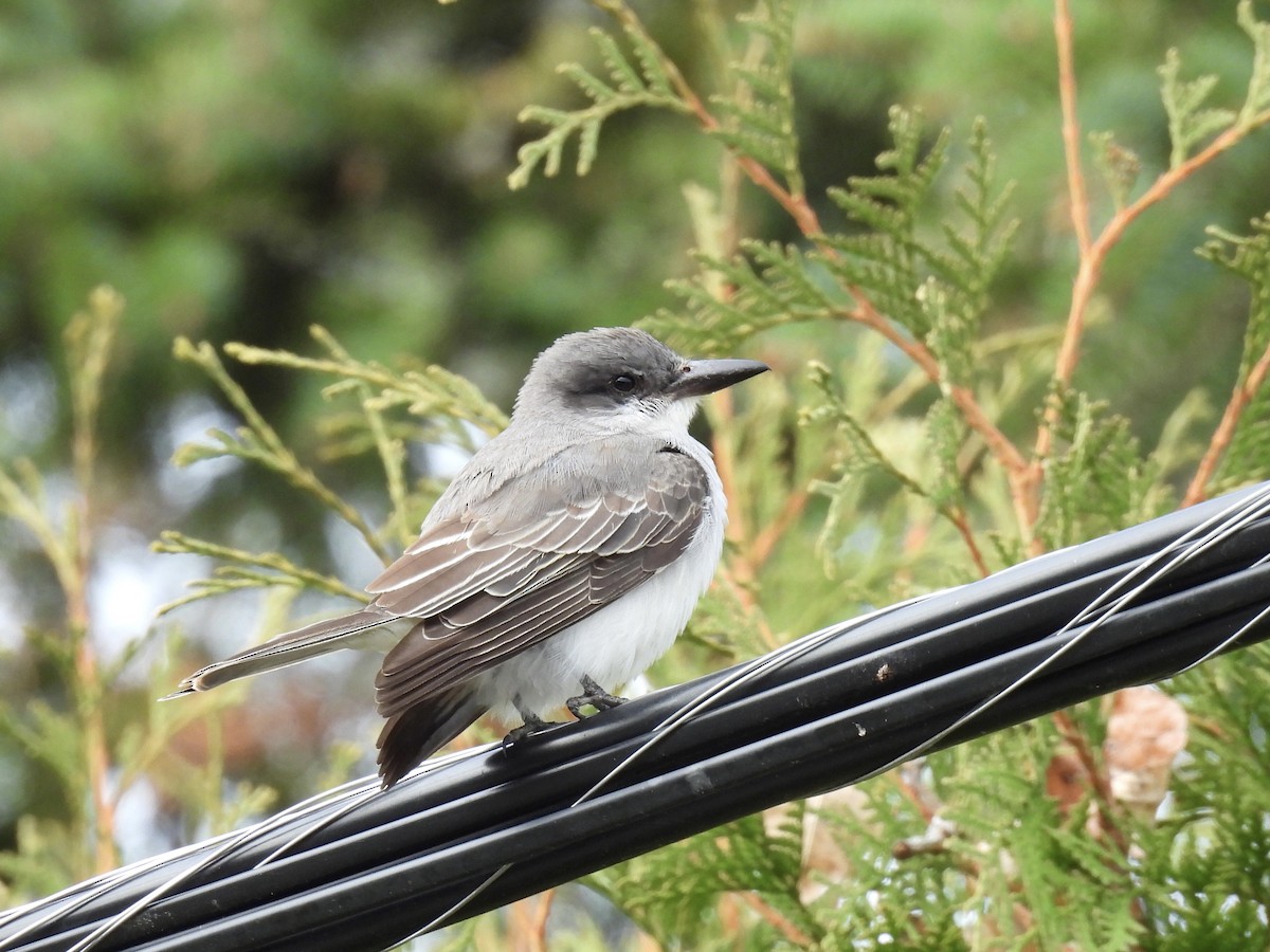 Tyran gris - ML644414431