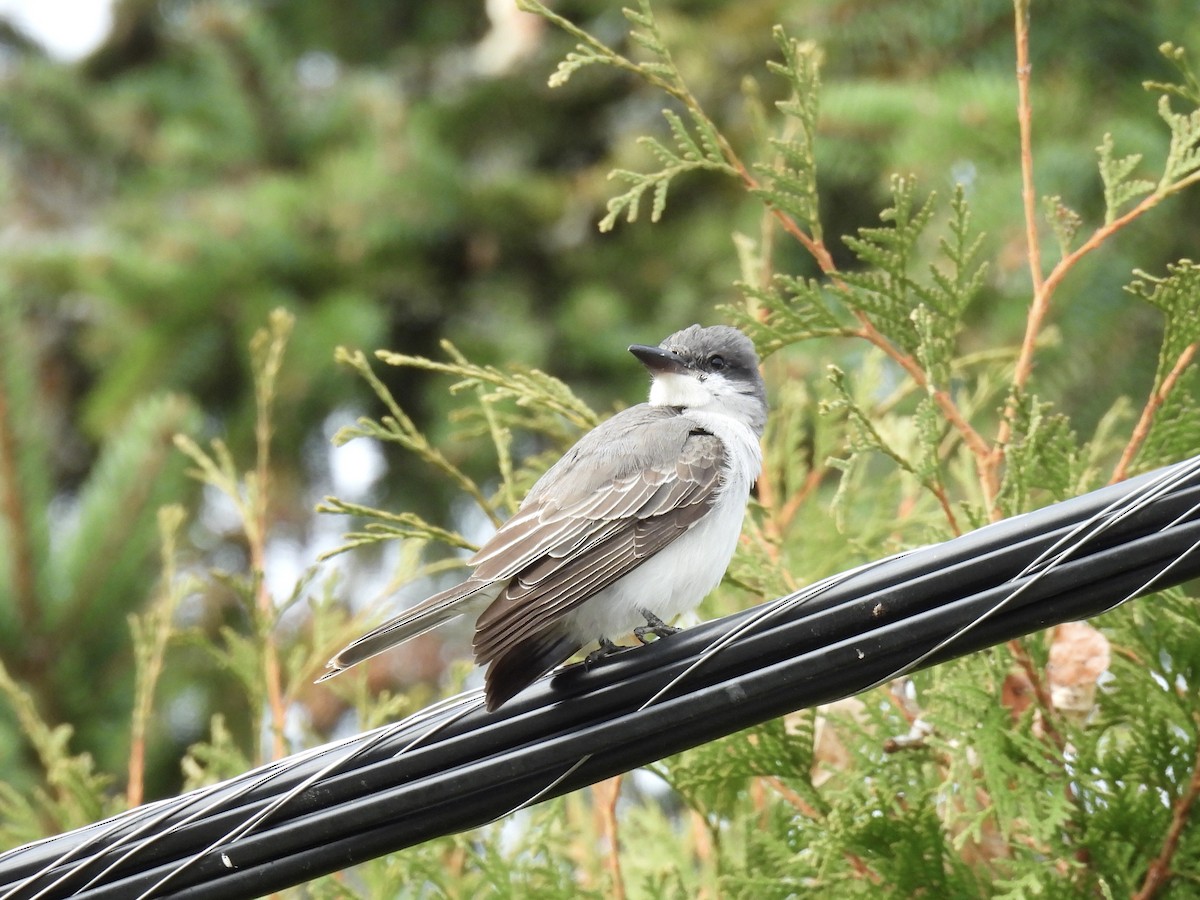 Tyran gris - ML644414432