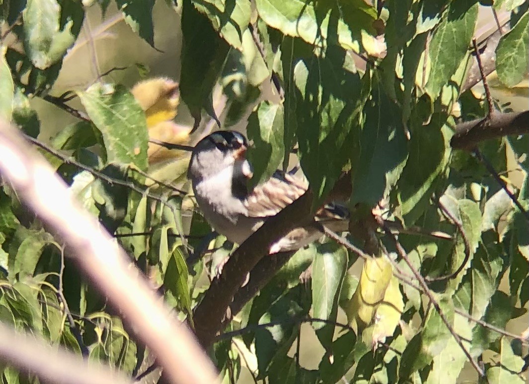 Белобровая овсянка - ML644414437