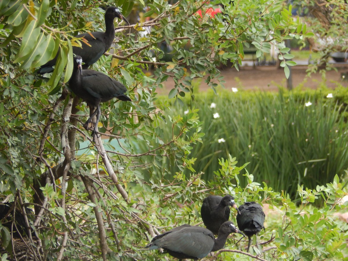 Bare-faced Ibis - ML644414446