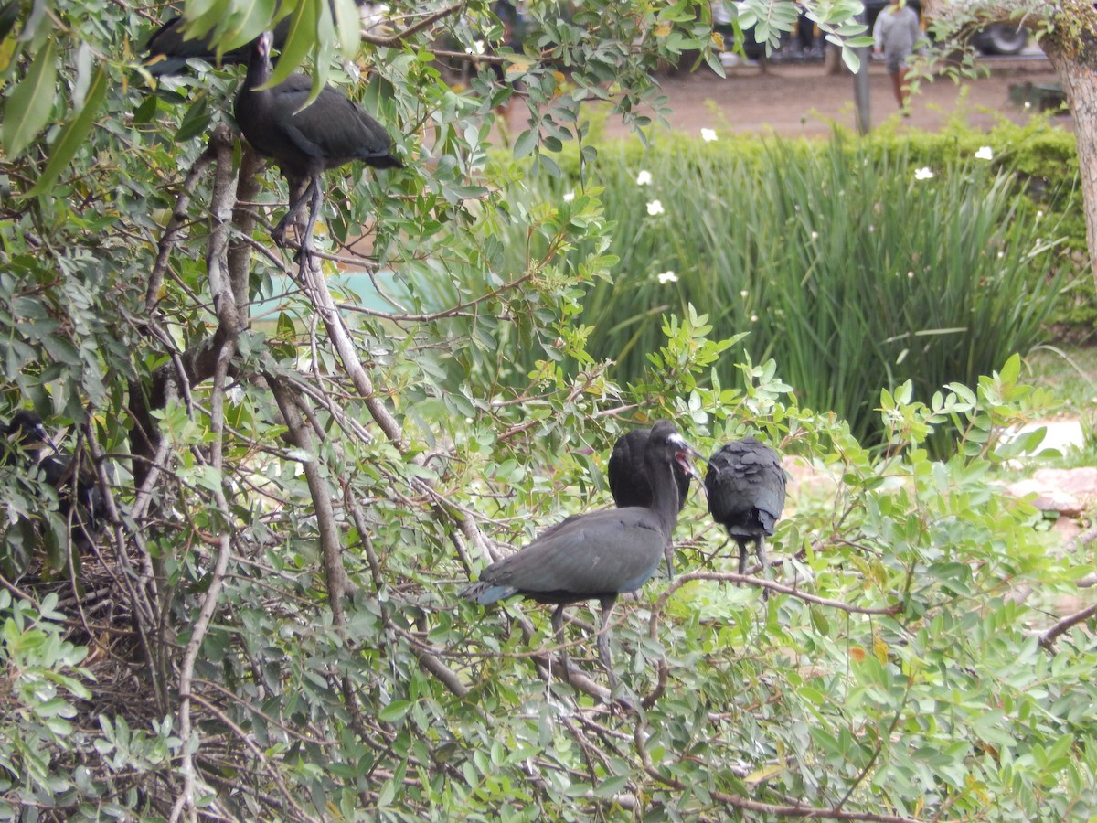 Bare-faced Ibis - ML644414447
