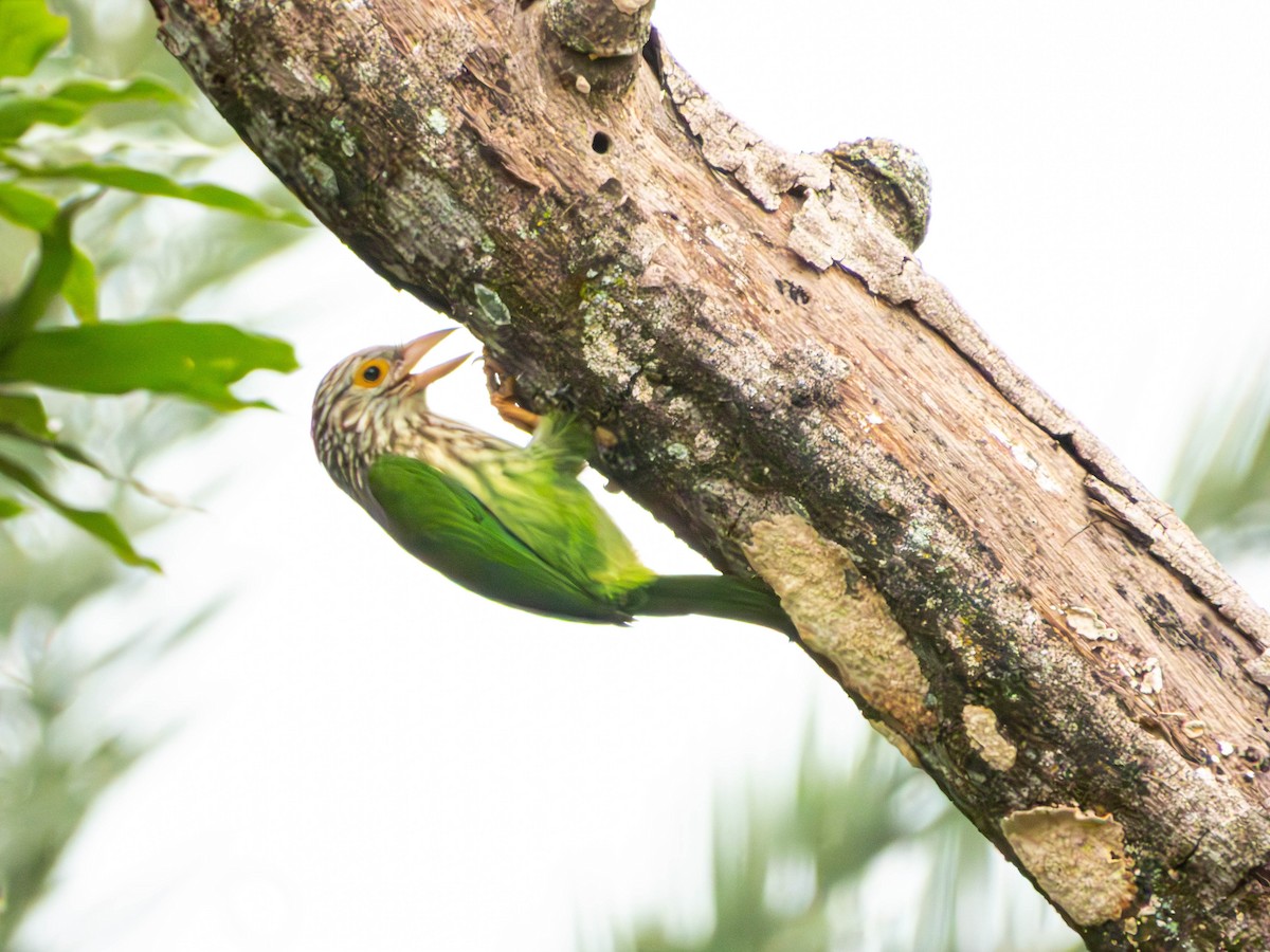 Lineated Barbet - ML644414451