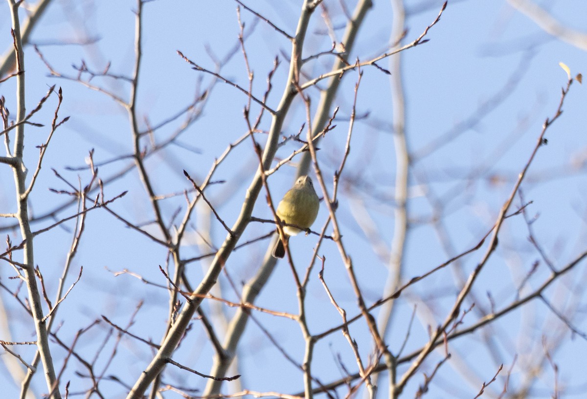 Orange-crowned Warbler - ML644414483