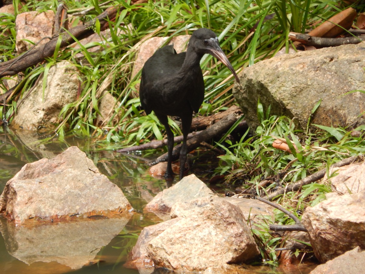 Bare-faced Ibis - ML644414486