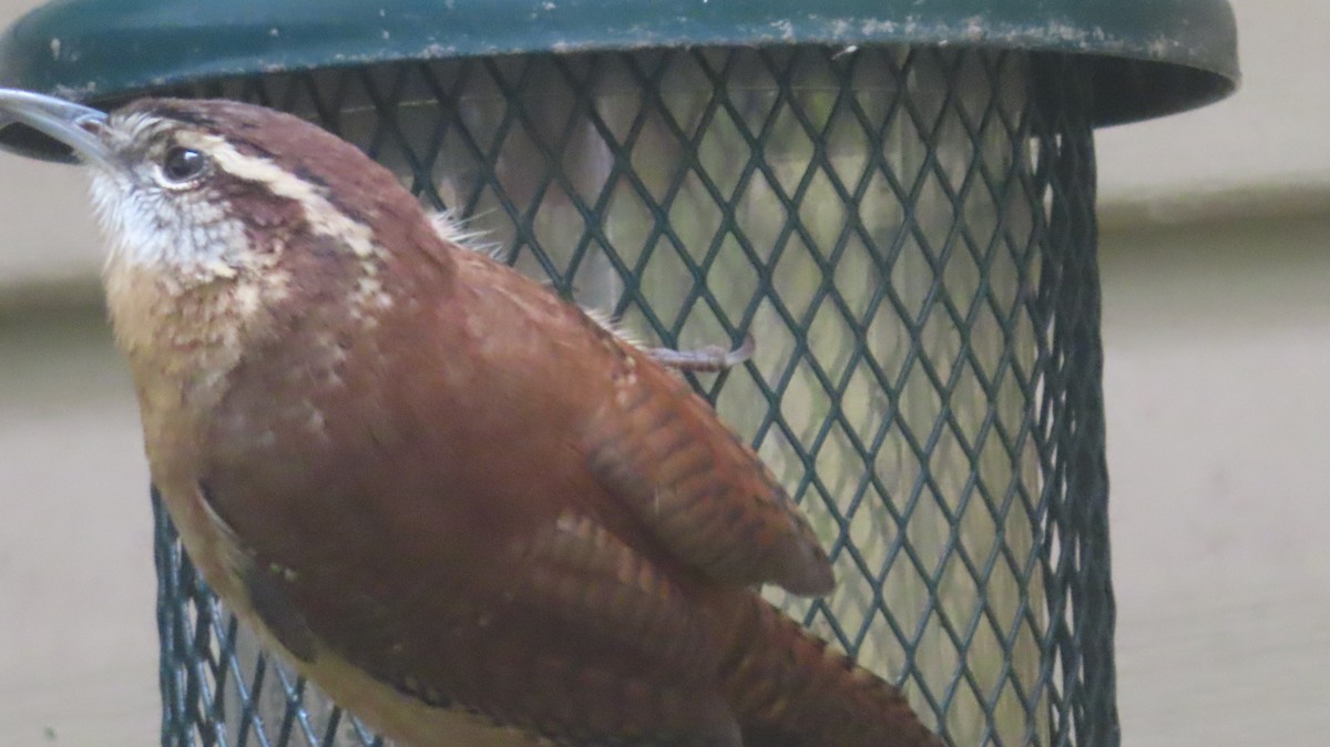 Cucarachero de Carolina - ML644414492