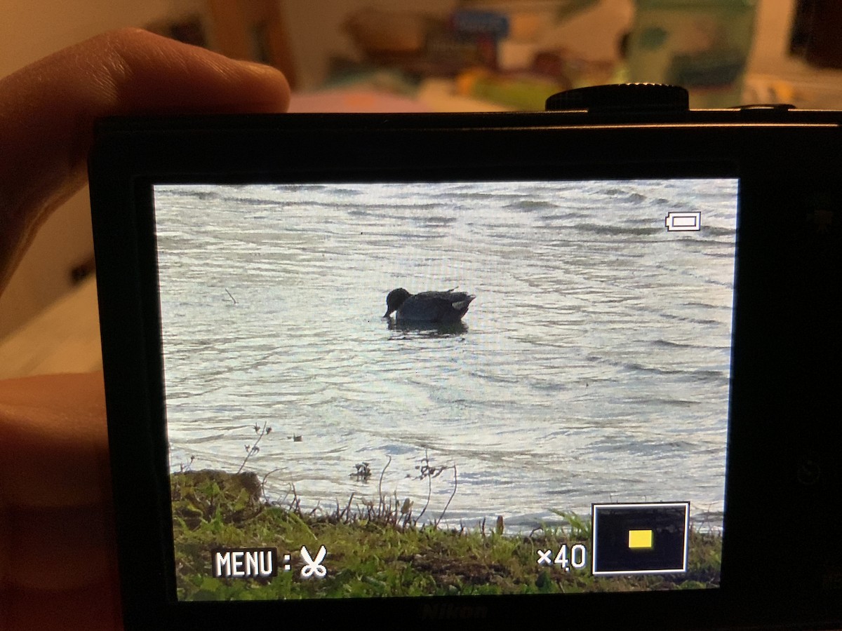 Green-winged Teal (Eurasian) - ML644414502