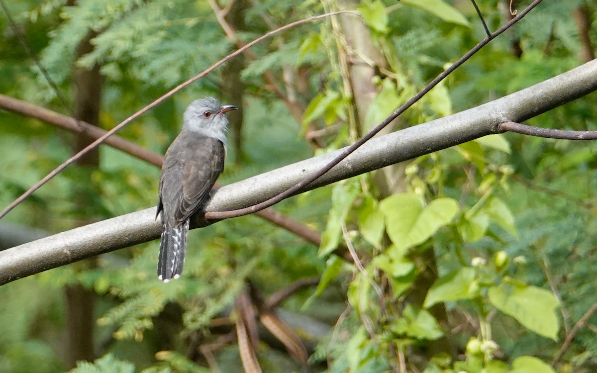 klagegjøk - ML644414506